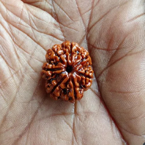 7 Mukhi Rudraksha