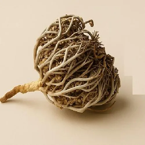 Maryam Flower - মরিয়ম ফুল