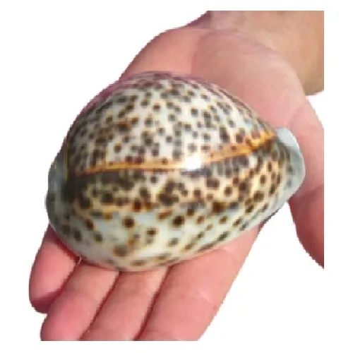 Tiger Cowrie