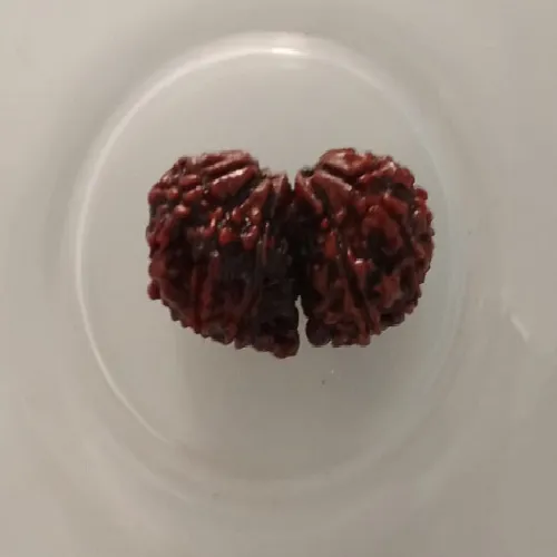 Gauri Shankar Rudraksha