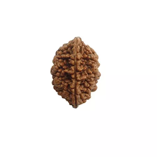 Dui Mukhi Rudraksha
